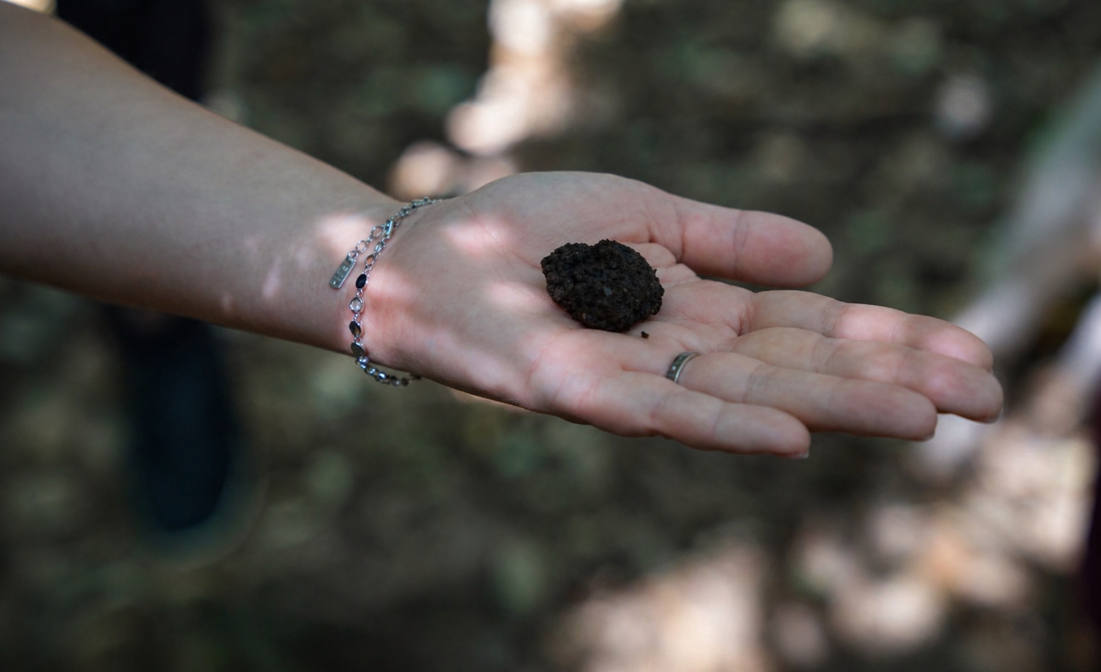 Fresh truffle found during the hunt